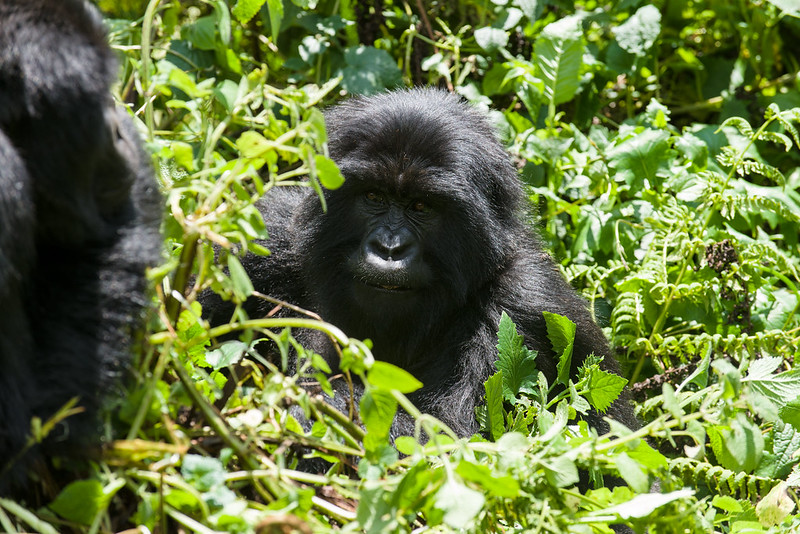 How Many Days Do You Need For Gorilla Trekking