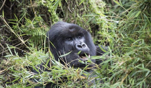 How Many Gorillas Are Left In Africa