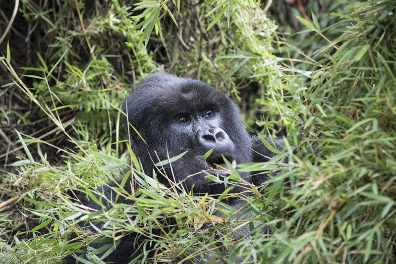 How Many Gorillas Are Left In Africa