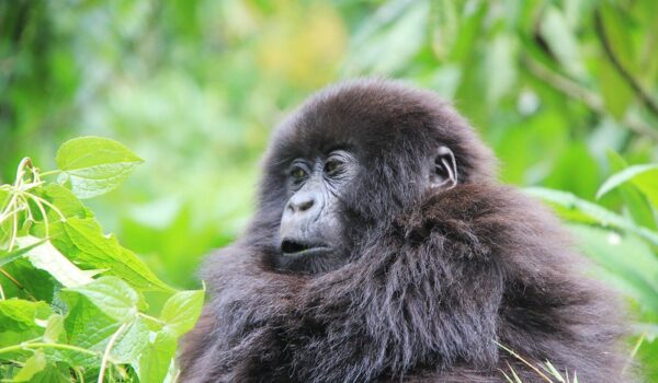 How Many Gorillas Are Left In Uganda?