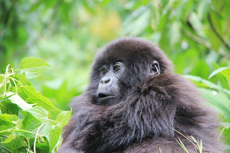 How Many Gorillas Are Left In Uganda?