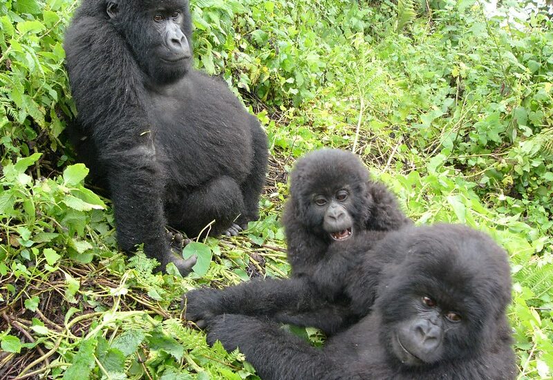 How Many Gorillas Are In Uganda