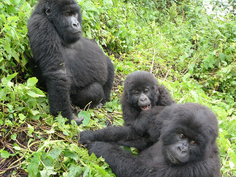 How Many Gorillas Are in Uganda