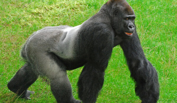 How Many Legs Do Gorillas Walk On