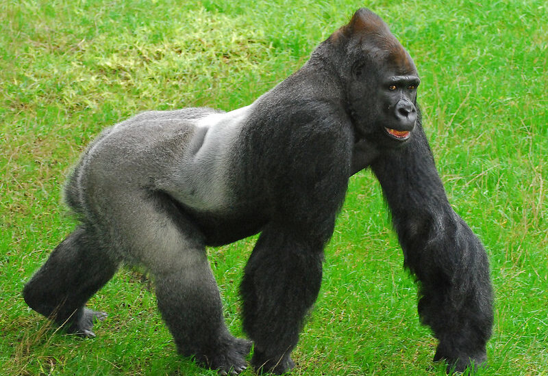 How Many Legs Do Gorillas Walk On