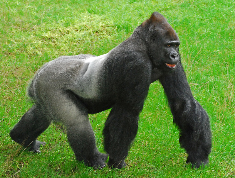 How Many Legs Do Gorillas Walk On