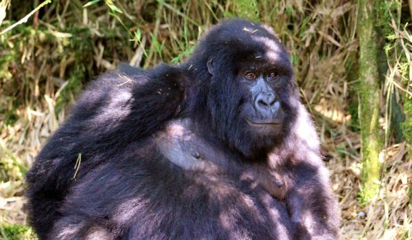 How Much Is A Gorilla Trekking Permit In Uganda