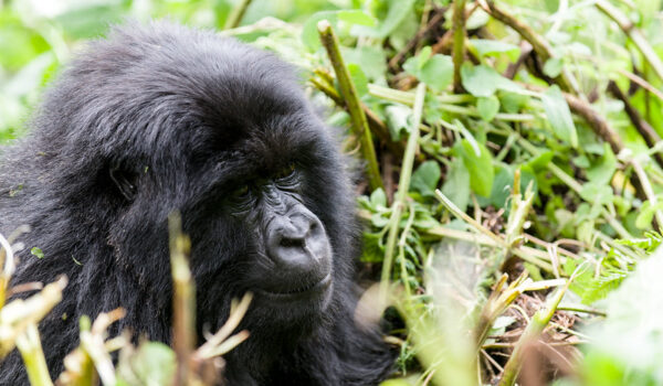 How Much Is A Rwanda Gorilla Permit