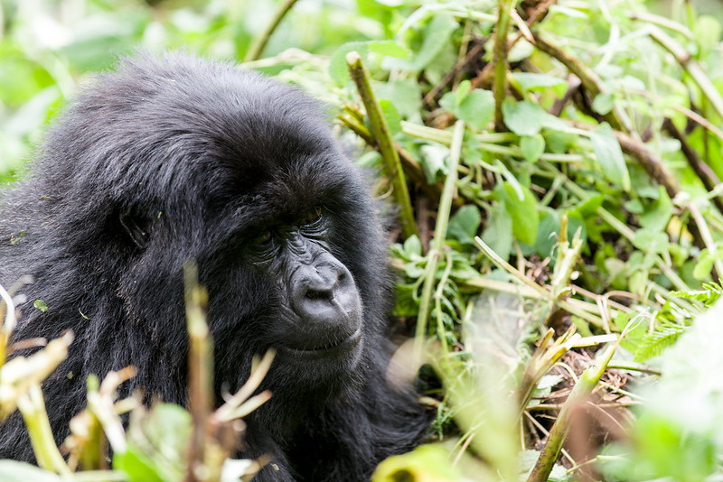 How Much Is A Rwanda Gorilla Permit