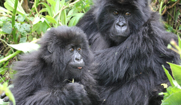 How Much Is The Gorilla Trekking Permit In Uganda