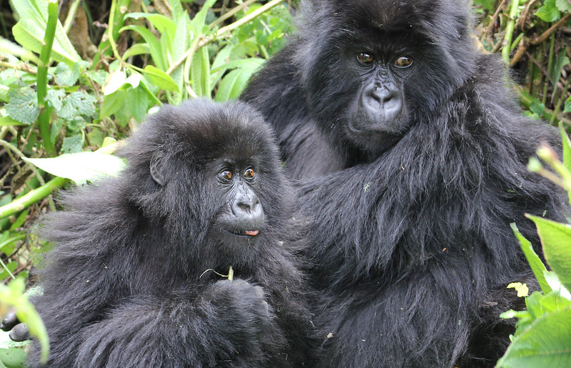 How Much Is The Gorilla Trekking Permit In Uganda