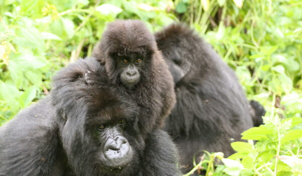 How Difficult Is Gorilla Trekking In Rwanda