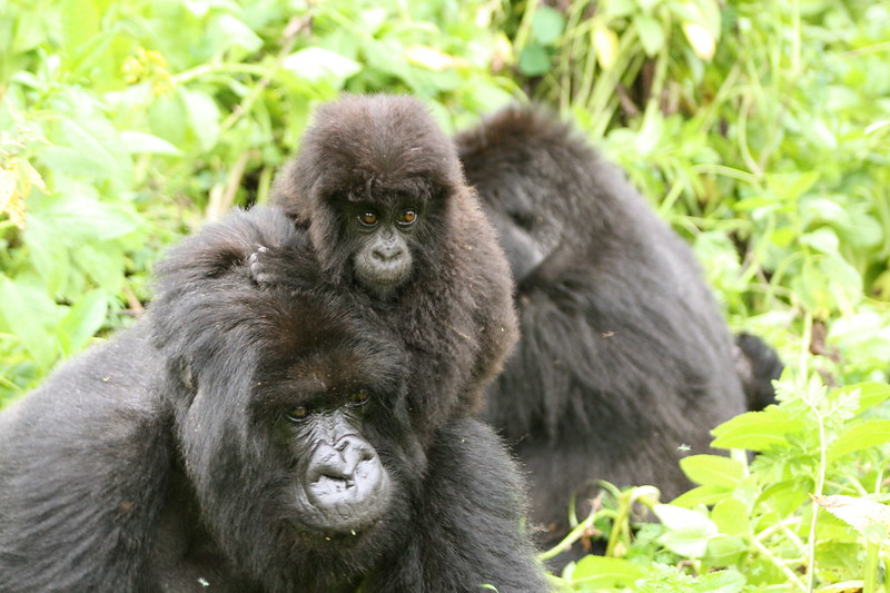 How Difficult Is Gorilla Trekking In Rwanda