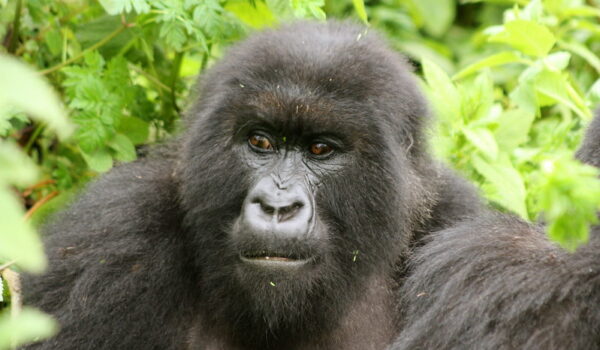 How Difficult Is The Gorilla Trek In Uganda