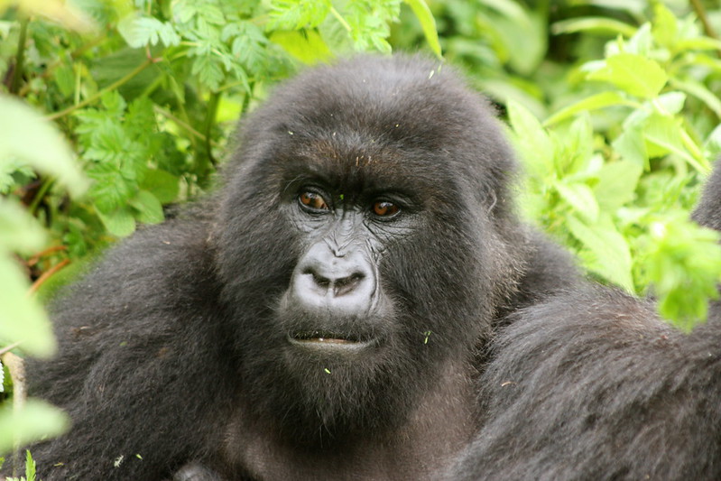 How Difficult Is The Gorilla Trek In Uganda