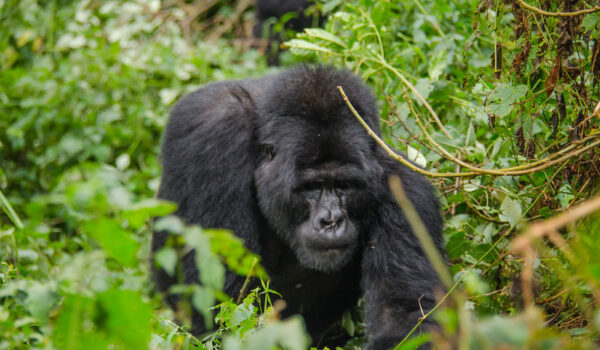 How Fit Do You Need To Be For Uganda Gorilla Trekking