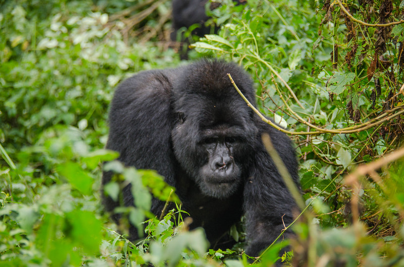 How Fit Do You Need To Be For Uganda Gorilla Trekking