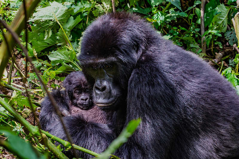 How Old Are Gorillas When They Walk