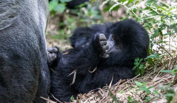 How Safe Is Gorilla Trekking