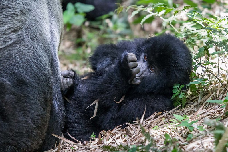 How Safe Is Gorilla Trekking