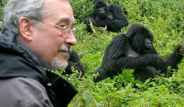 How To Behave In Front Of A Gorilla