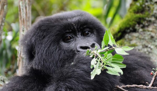 Is It Safe To See Gorillas In Uganda