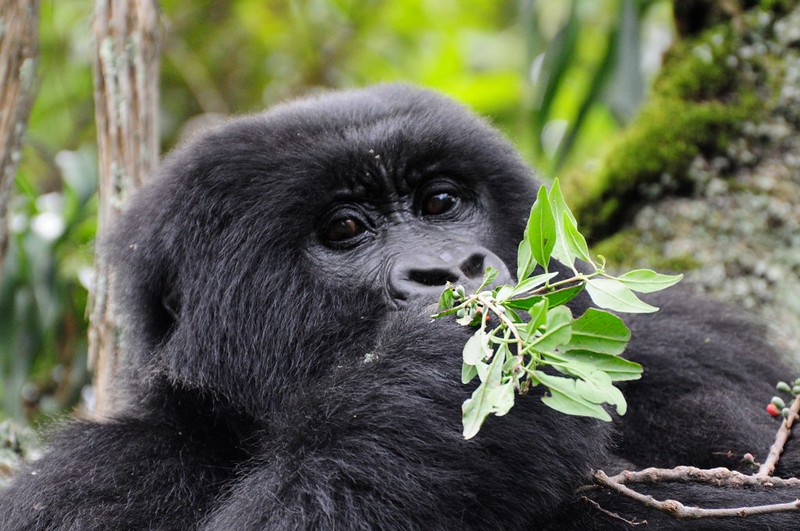 Is It Safe To See Gorillas In Uganda