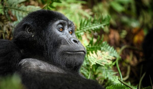 Is Uganda Gorilla Trekking Safe