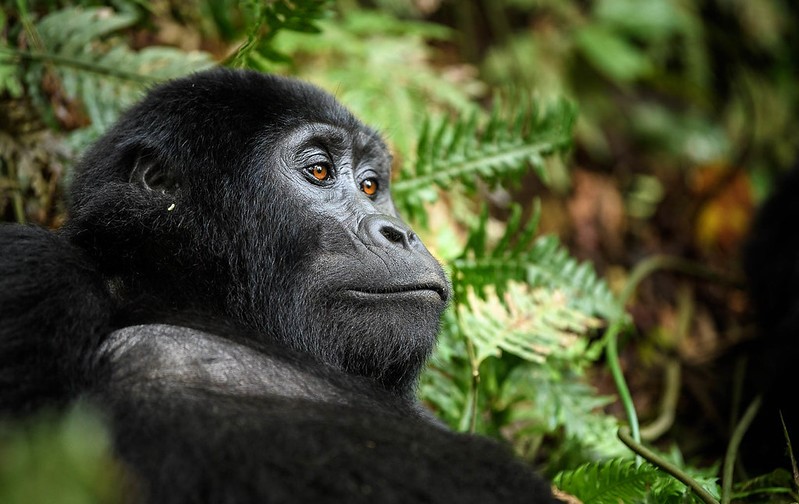 Is Uganda Gorilla Trekking Safe