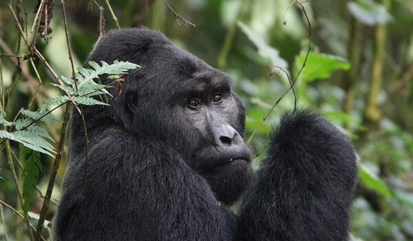 Is Uganda Or Rwanda Better For Gorilla Trekking