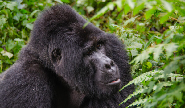 Is Gorilla Trekking Safe In Rwanda