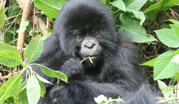 Is Gorilla Trekking Worth The Money