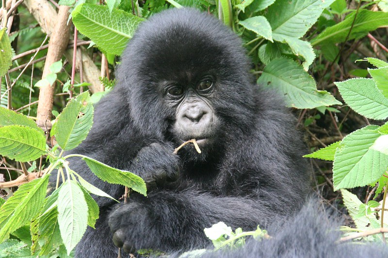 Is Gorilla Trekking Worth The Money