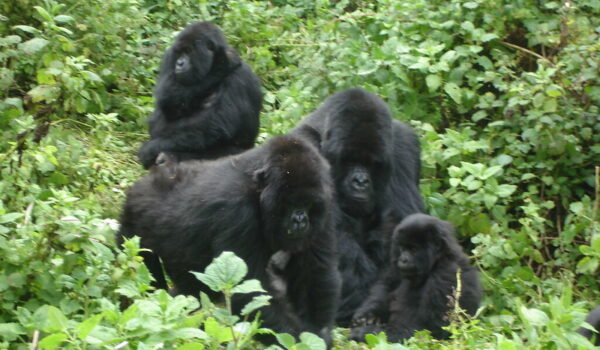 Is It Safe To Go Gorilla Trekking In Uganda