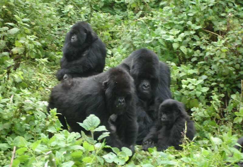 Is It Safe To Go Gorilla Trekking In Uganda