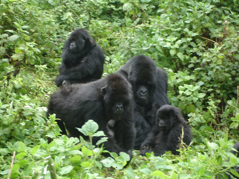 Is it safe to go gorilla trekking in Uganda