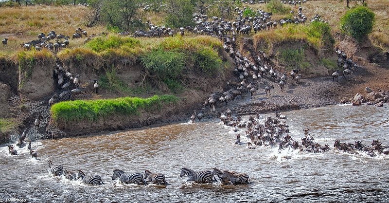 KENYA SAFARI TOURS - Masai mara tours - Great Migration