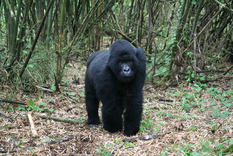 RWANDA SAFARI TOURS - Rwanda Gorilla Trekking Safaris