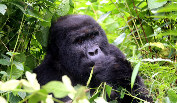 What Are 5 Facts About Gorillas