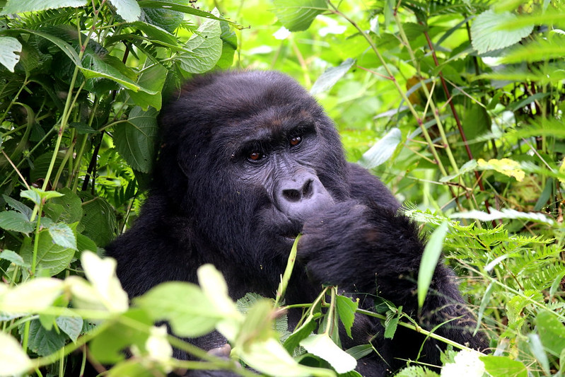 What Are 5 Facts About Gorillas