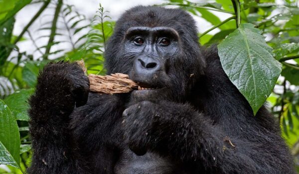 What Are Gorillas’ Biggest Threats