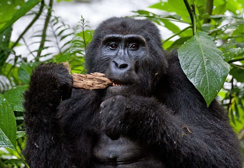 What Are Gorillas’ Biggest Threats