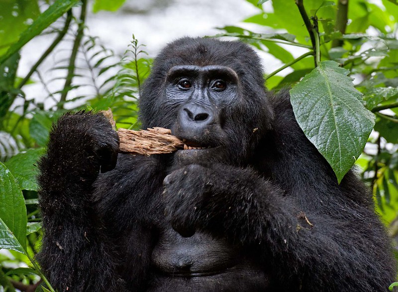 What Are Gorillas’ Biggest Threats