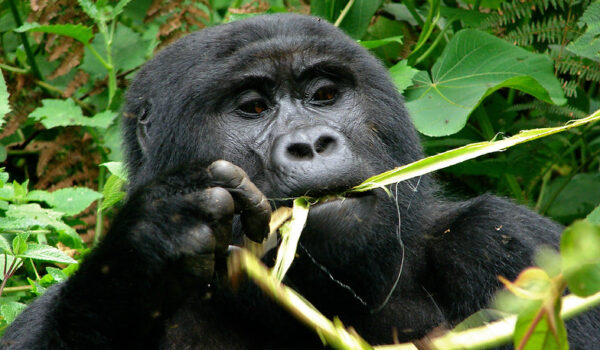 What Eats Gorillas