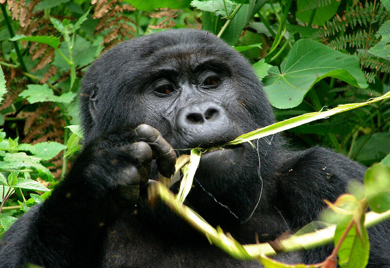 What Eats Gorillas