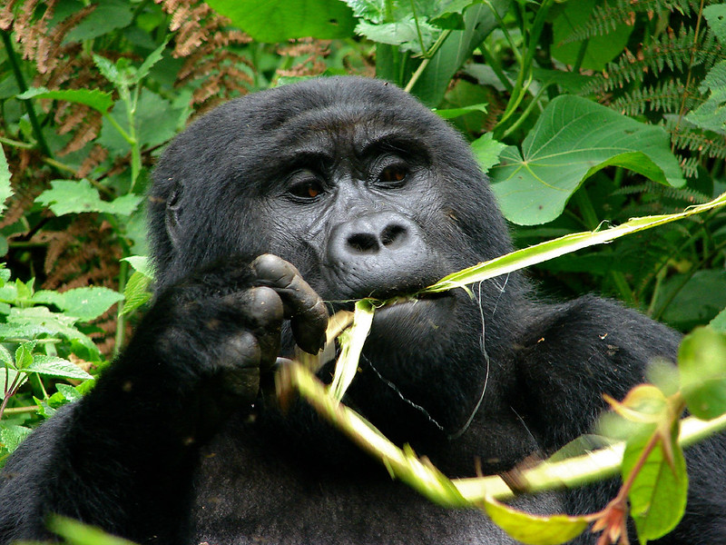 What Eats Gorillas