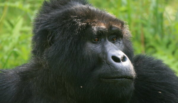 What Is The Biggest Threat To Gorillas