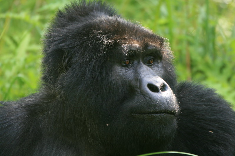 What Is The Biggest Threat To Gorillas