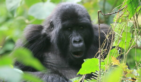 What Is The Cheapest Way To Go Gorilla Trekking