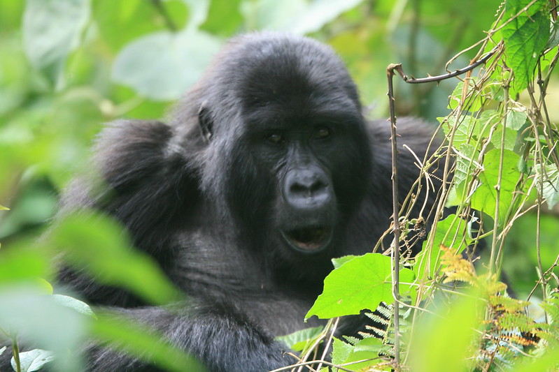 What Is The Cheapest Way To Go Gorilla Trekking